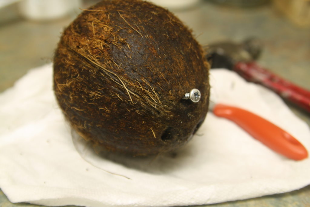 Opening a fresh coconut is easier than you'd think!