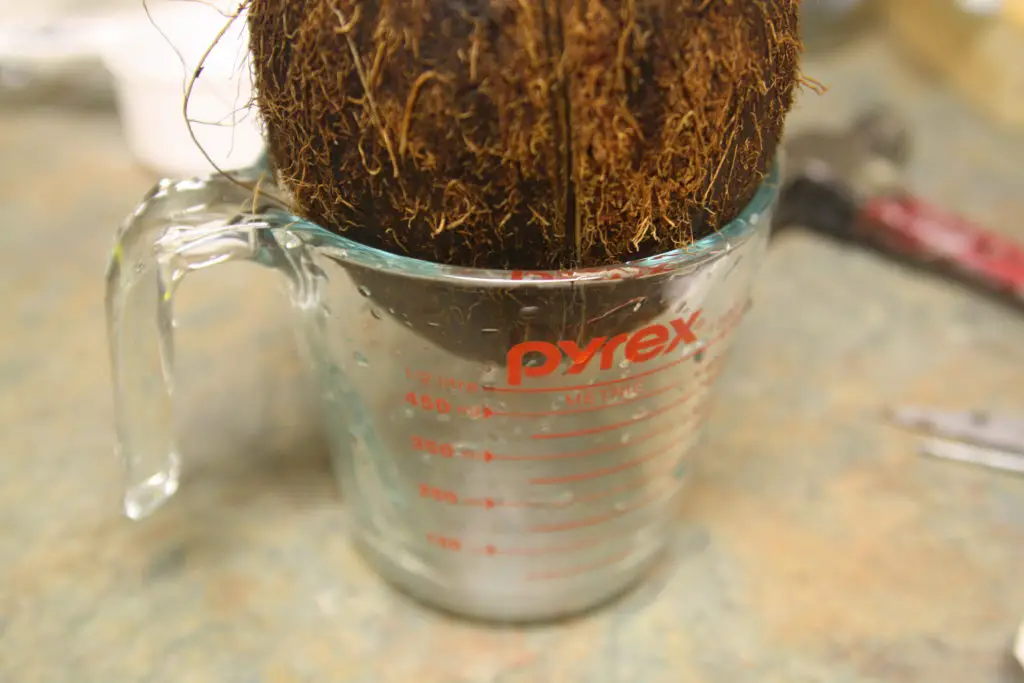 Opening a fresh coconut is easier than you'd think!