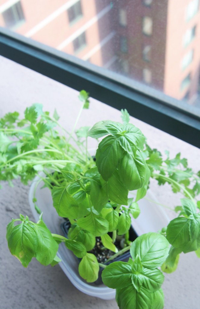 basil-cilantro-plants